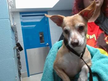 Chihuahua Dogs Available for Adoption in Albuquerque, New Mexico - BEAN | PetCurious