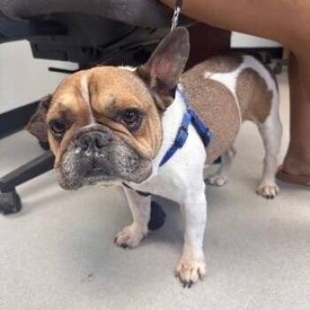 Porkchop -  French Bulldog Dog for Adoption in Portland, Maine - Porkchop | PetCurious