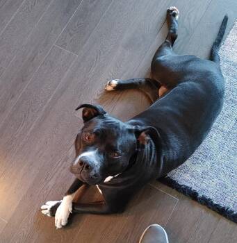 American Bully Dogs for Rehome in Mission, British Columbia - Tilly | PetCurious
