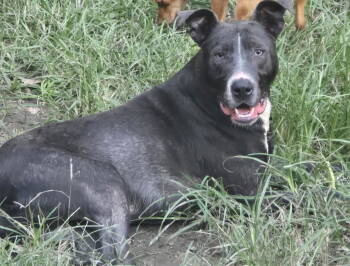 Rescue Pit Bull Terrier Dogs for Adoption in Ocean Township, New Jersey - Blue - I Want To Play The Day Away! | PetCurious