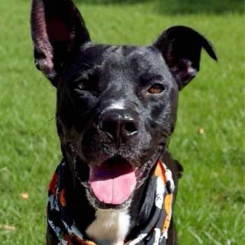 American Staffordshire Terrier Dogs Available for Adoption - Hammer | PetCurious