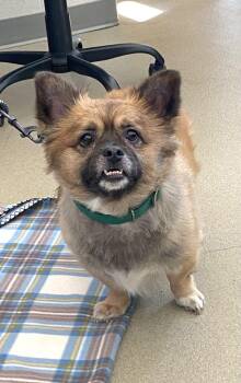 Steven -  Mixed Breed Dog for Adoption in Alexandria, Virginia - Steven | PetCurious