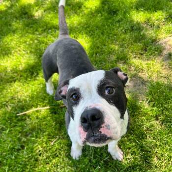 Esmeralda -  Pit Bull Terrier and Mixed Breed Dog for Adoption in Naperville, Illinois - Esmeralda | PetCurious