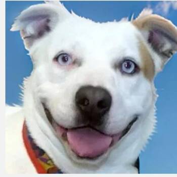 Mixed Breed Dogs Available for Adoption - Ellie | PetCurious