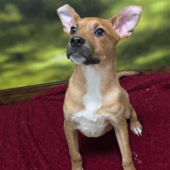 Mixed Breed Dogs Available for Adoption - Phineas | PetCurious