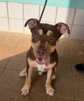 Gibby -  Pit Bull Terrier and Mixed Breed Dog for Adoption in Honolulu, Hawaii - Gibby | PetCurious