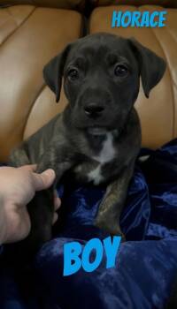 Pit Bull Terrier Dogs Available for Adoption - H Litter Horace | PetCurious
