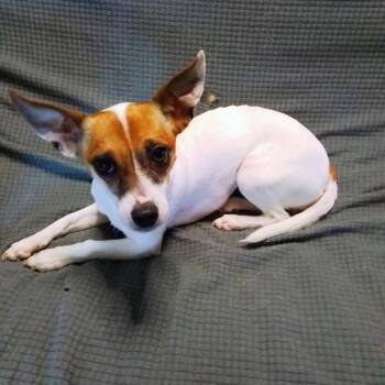 Dachshund and Chihuahua Dogs Available for Adoption in Oroville, Washington - Tansy | PetCurious