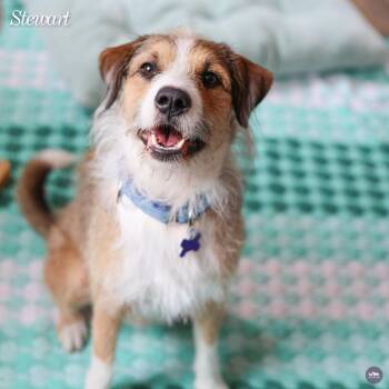 Mixed Breed Dogs Available for Adoption in Hopkinton, Massachusetts - Stewart | PetCurious