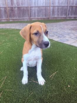 Georgia -  Rhodesian Ridgeback Dog for Adoption in The Woodlands, Texas - Georgia | PetCurious