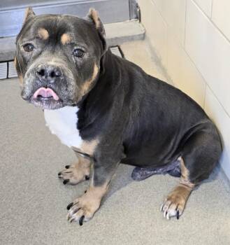 American Bully Dogs Available for Adoption in Lindenhurst, New York - 26-205 | PetCurious