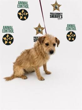 NIEHIGH -  Border Terrier and Mixed Breed Dog for Adoption in Winter Haven, Florida - NIEHIGH | PetCurious