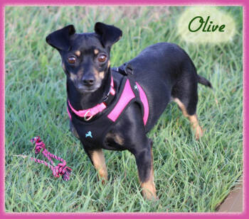 Rescue Chihuahua Dogs for Adoption in Cranston, Rhode Island - Olive In TX | PetCurious