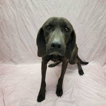 Plott Hound Dogs Available for Adoption - Ruthie The Ruthless | PetCurious