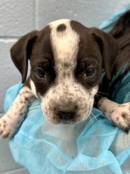 Mixed Breed Dogs Available for Adoption in Wichita, Kansas - Link | PetCurious