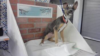 American Staffordshire Terrier and Mixed Breed Dogs Available for Adoption in Houston, Texas - A2067024 | PetCurious