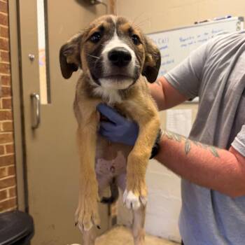 Luke -  Terrier and Shepherd Dog for Adoption in Birmingham, Alabama - Luke | PetCurious