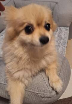 Layla -  Pomeranian Dog for Adoption in Menomonee Falls, Wisconsin - Layla | PetCurious