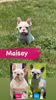 Maisey -  French Bulldog Dog for Sale in Wills Point, Texas - Maisey | PetCurious