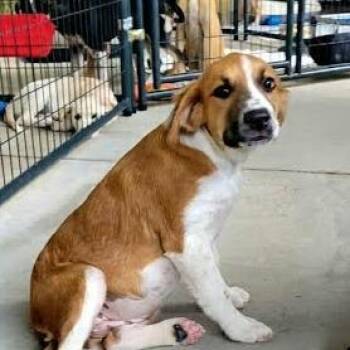 Biscuit -  Mixed Breed Dog for Adoption in Knoxville, Tennessee - Biscuit | PetCurious