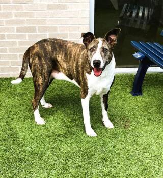 ZIMBA -  Pit Bull Terrier and Mixed Breed Dog for Adoption in Dallas, Texas - ZIMBA | PetCurious