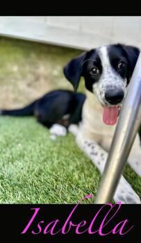 Border Collie Dogs Available for Adoption in Semmes, Alabama - Isabella | PetCurious