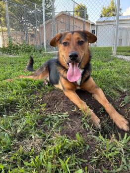Duke -  German Shepherd Dog Dog for Adoption in Mason City, Illinois - Duke | PetCurious
