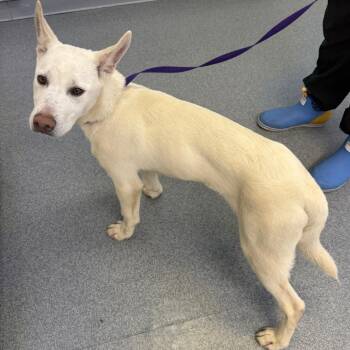 Bolt (aka Jake) -  German Shepherd Dog and Husky Dog for Adoption in Oakville, Washington - Bolt (aka Jake) | PetCurious
