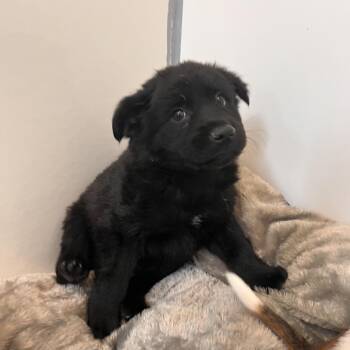 Americas -  Catahoula Leopard Dog and Mixed Breed Dog for Adoption in Kanab, Utah - Americas | PetCurious