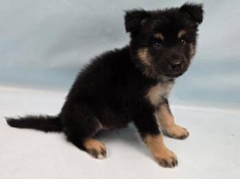 Kyan -  German Shepherd Dog and Mixed Breed Dog for Adoption in Minneapolis, Minnesota - Kyan | PetCurious