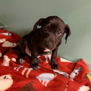 Mixed Breed Dogs Available for Adoption - Kobe | PetCurious