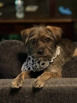 Terrier Dogs Available for Adoption in San Tan Valley, Arizona - Rufus | PetCurious