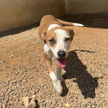 Vienna 6494 -  Labrador Retriever and Mixed Breed Dog for Adoption in Loxahatchee Groves, Florida - Vienna 6494 | PetCurious