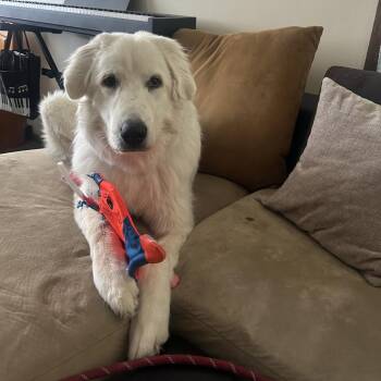 Great Pyrenees Dogs Available for Adoption in Wichita, Kansas - Professor Fuzzy Face | PetCurious