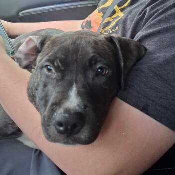 Axl -  Pit Bull Terrier Dog for Adoption in Lake Worth Beach, Florida - Axl | PetCurious