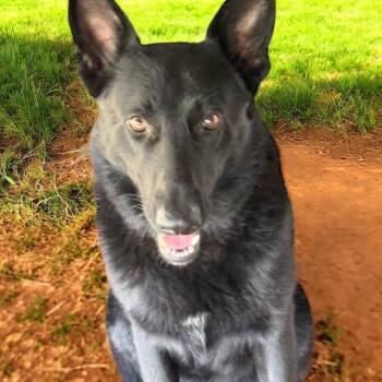 Rescue German Shepherd Dog Dogs for Adoption in Tunica, Mississippi - Atlas | PetCurious