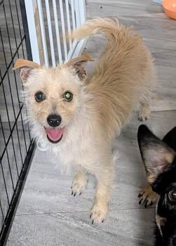 Terrier Dogs Available for Adoption in Saint David, Arizona - Tilly | PetCurious