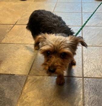 Yorkshire Terrier and Mixed Breed Dogs Available for Adoption in El Paso, Texas - Superman | PetCurious