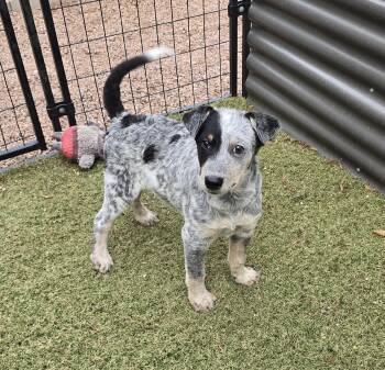 Willow -  Australian Cattle Dog Blue Heeler and Australian Shepherd Dog for Adoption in Apache Junction, Arizona - Willow | PetCurious