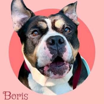 Boris -  Bulldog Dog for Adoption in Manchester, New Hampshire - Boris | PetCurious