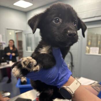 WALDO -  Mixed Breed Dog for Adoption in Greensboro, North Carolina - WALDO | PetCurious
