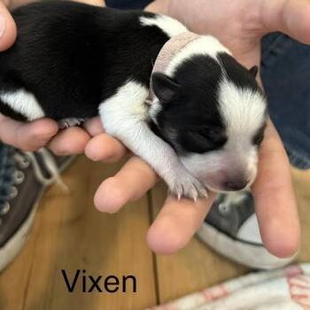 Vixen -  Australian Cattle Dog Blue Heeler and Mixed Breed Dog for Adoption in Lynchburg, Virginia - Vixen | PetCurious