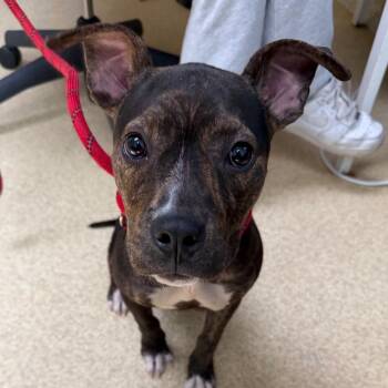 Pit Bull Terrier Dogs Available for Adoption in Riverwoods, Illinois - Penelope | PetCurious