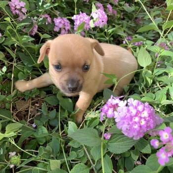 Chihuahua and Mixed Breed Dogs Available for Adoption in Sacramento, California - Sweet Pea | PetCurious