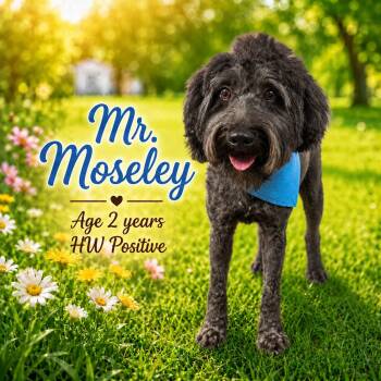 Mr. Moseley -  Terrier Dog for Adoption in Oswego, South Carolina - Mr. Moseley | PetCurious