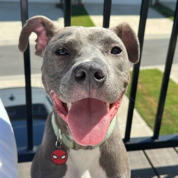 Dilly -  Pit Bull Terrier Dog for Adoption in Cornelius, North Carolina - Dilly | PetCurious