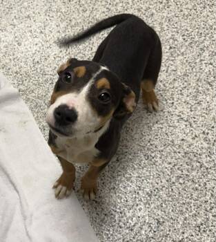 Rescue Bull Terrier and Shepherd Dogs for Adoption in Liberty, Missouri - Aurora | PetCurious