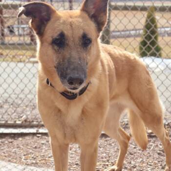 German Shepherd Dog Dogs Available for Adoption - Holga (26-094) | PetCurious