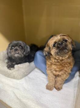 Winston Ewok / Colby -  Shih Tzu Dog for Adoption in Sebastian, Florida - Winston Ewok / Colby | PetCurious