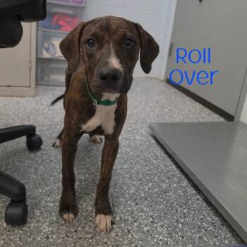 Roll Over -  Hound and Mixed Breed Dog for Adoption in Waynesboro, Pennsylvania - Roll Over | PetCurious